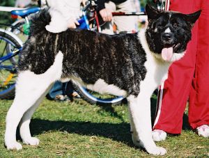 Great_japanese_dog.jpg