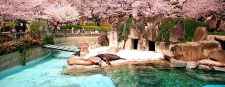 sakura_japan1003_02.jpg