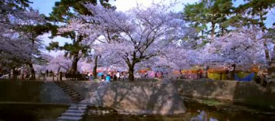 sakura_japan1003_05.jpg