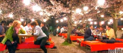 sakura_japan1003_06.jpg